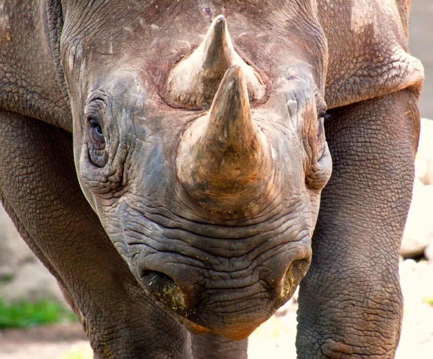 Носороги будут шпионить за браконьерами