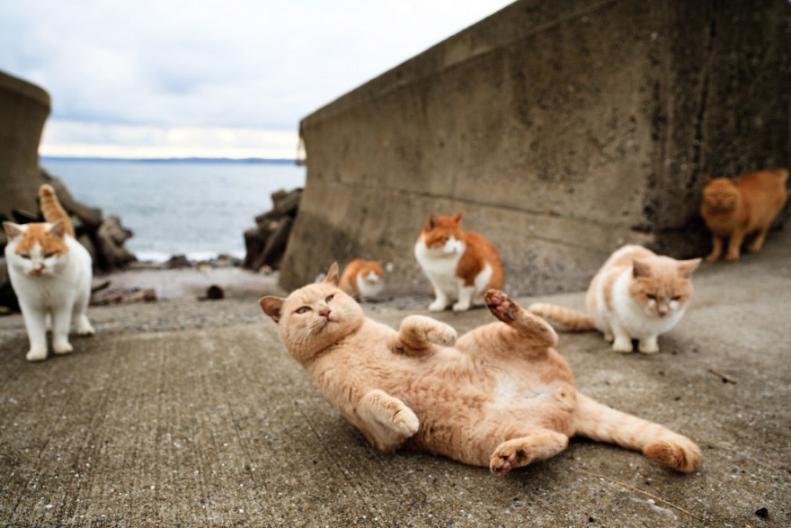 Остров кошек в Тихом океане