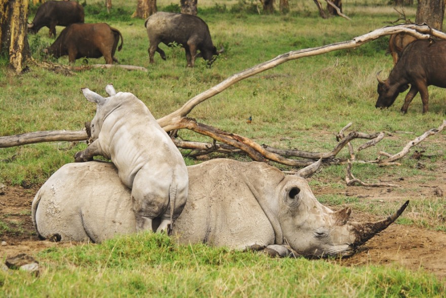 Носороги будут шпионить за браконьерами