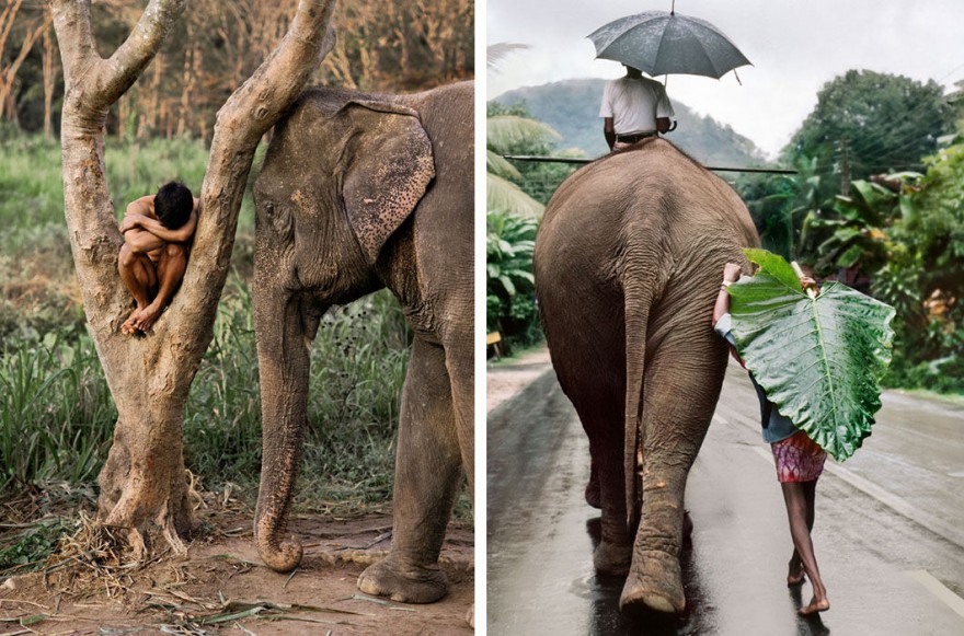 Слоны и люди