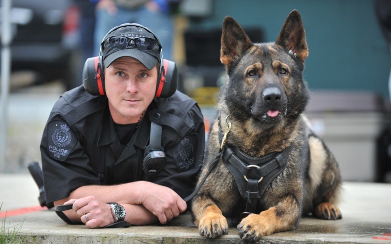 5 главных правил для обучения полицейской собаки