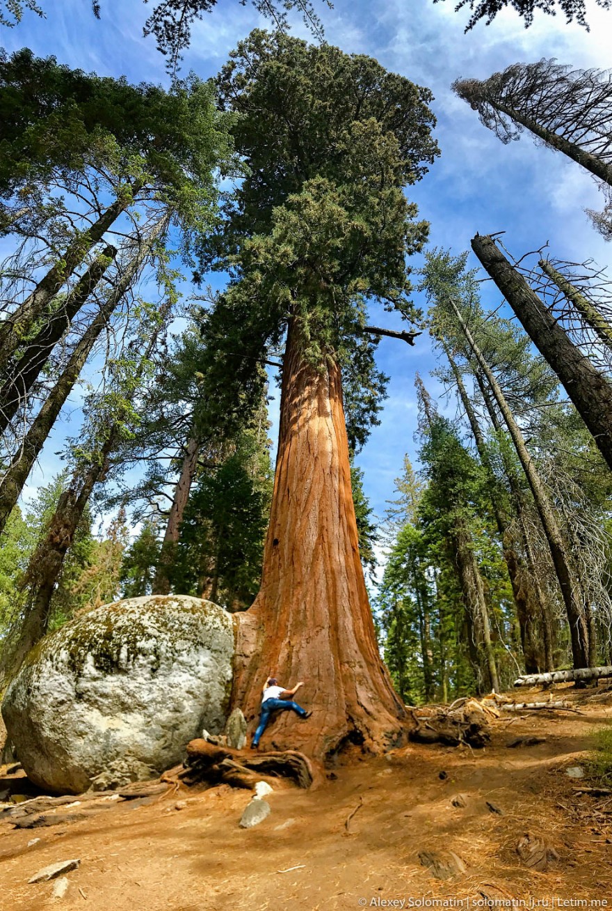 Самые большие деревья в Национальном парке Секвойя
