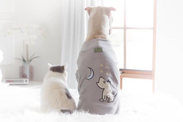 Лучшие друзья: шарпей и котик