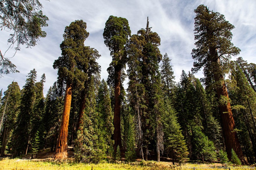 Самые большие деревья в Национальном парке Секвойя