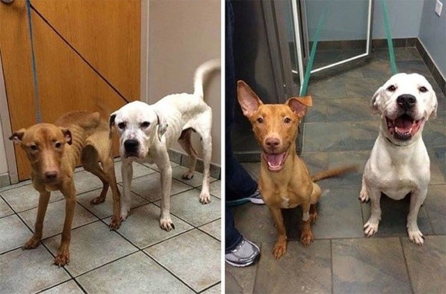 Животные, которые нуждались в помощи: до и после (14 фото)