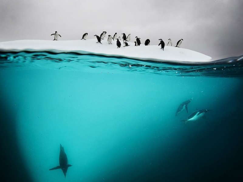 10 потрясающих полуподводных фотографий