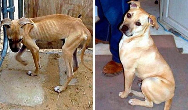Животные, которые нуждались в помощи: до и после (14 фото)