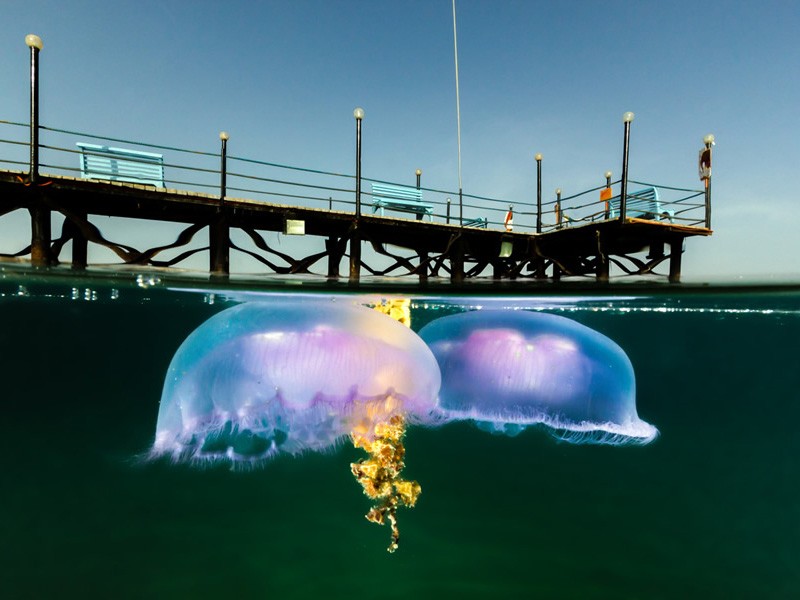 10 потрясающих полуподводных фотографий