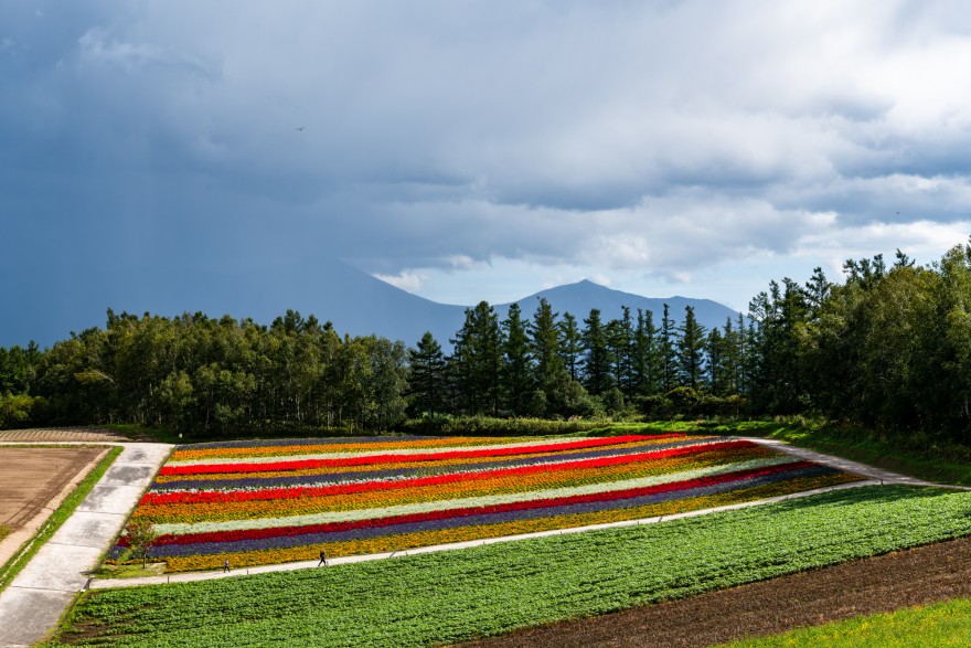 Яркая цветочная ферма в Японии