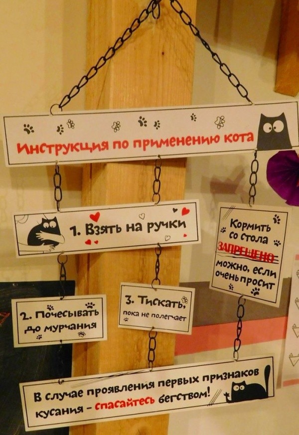 Кафе для любителей котиков в Калуге (16 фото)