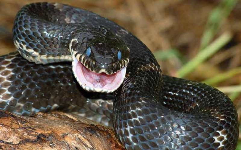 10 мифов о змеях