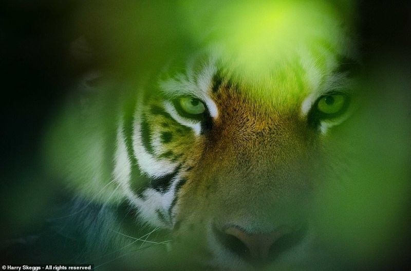 Фотографии с конкурса Smithsonian Photo Contest 2018