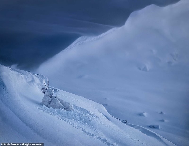 Фотографии с конкурса Smithsonian Photo Contest 2018