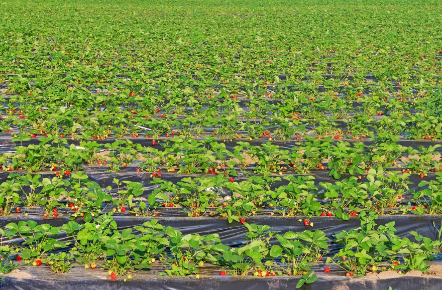 Как выращивают ягоды в Нижегородской области