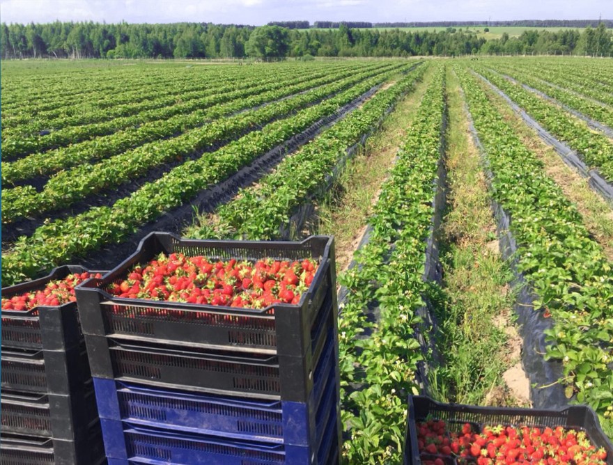 Как выращивают ягоды в Нижегородской области