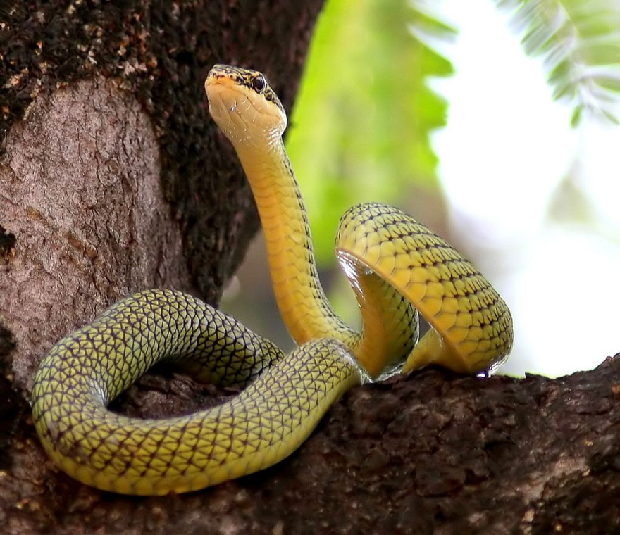 Летающие змеи, которые могут преодолевать значительные расстояния по воздуху