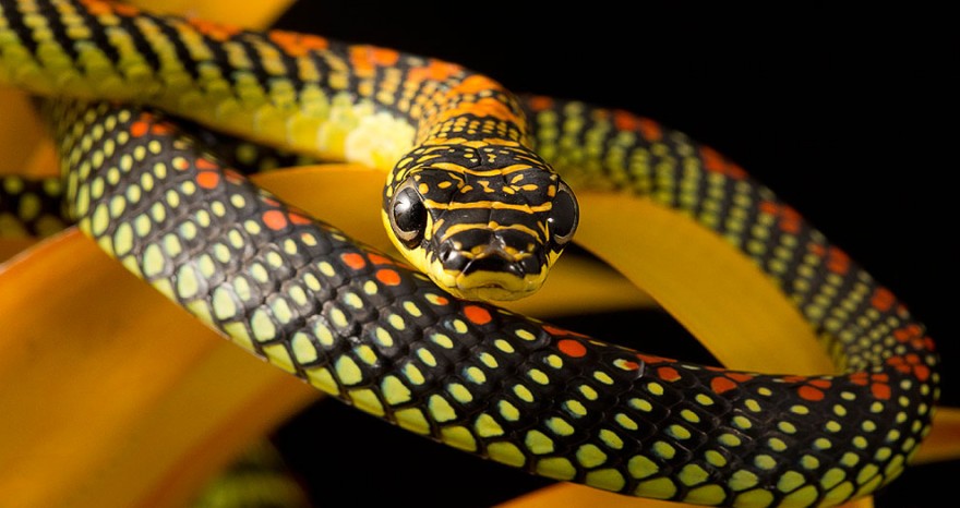 Летающие змеи, которые могут преодолевать значительные расстояния по воздуху