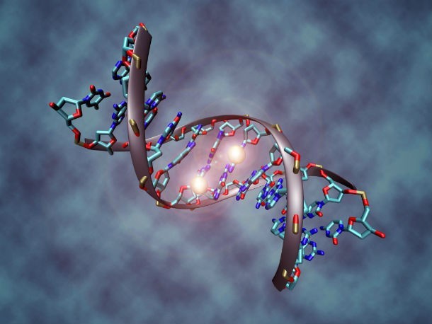 14 познавательных фактов о ДНК