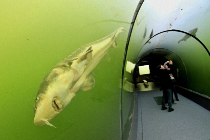 Необыкновенный туннель под озером в Чехии