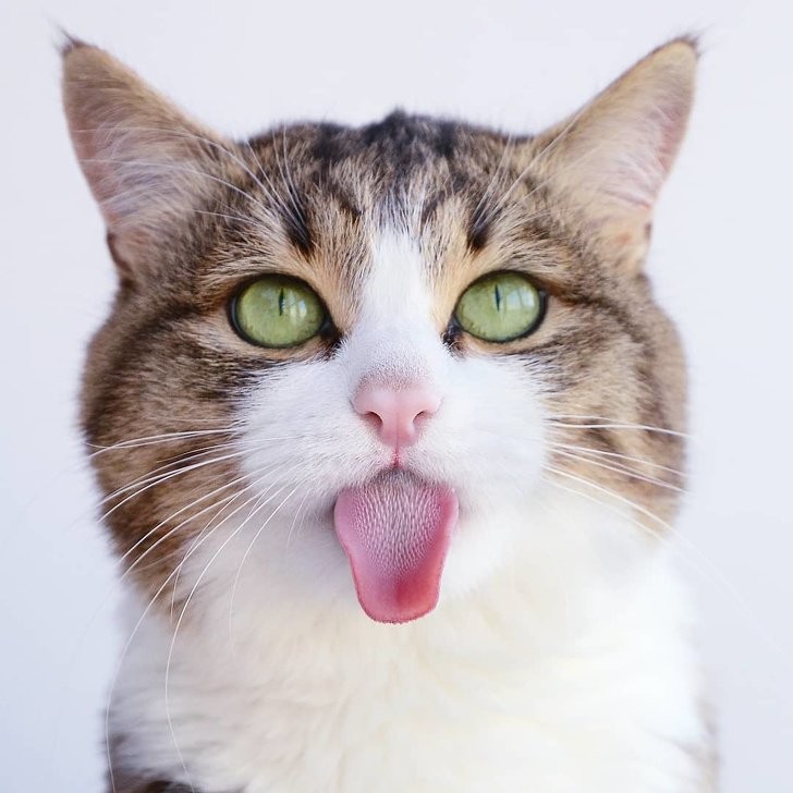 12 объяснений, после которых станут понятны некоторые привычки кошек