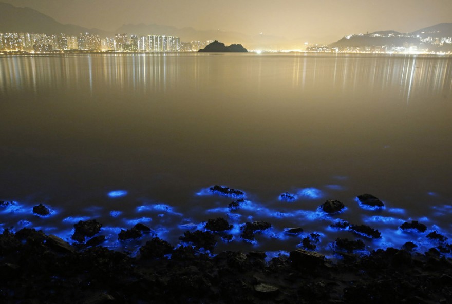 Живые организмы в море Гонконга