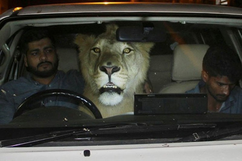 Два брата из Пакистана завели льва по имени Симба