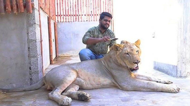 Два брата из Пакистана завели льва по имени Симба