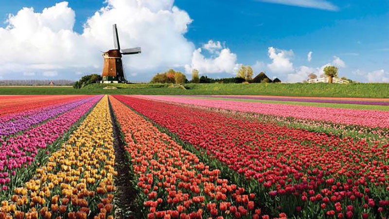 Любопытные факты о Нидерландах