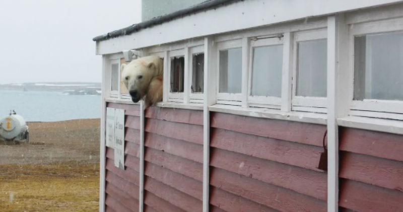 В Шпицбергене медведь вломился на склад и не смог выбраться