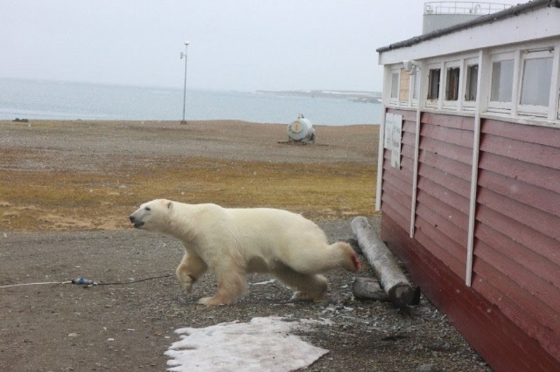 В Шпицбергене медведь вломился на склад и не смог выбраться